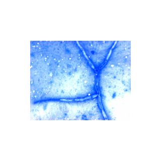 Azul De Metileno Certistais (Ci 52015) 100G - Merck